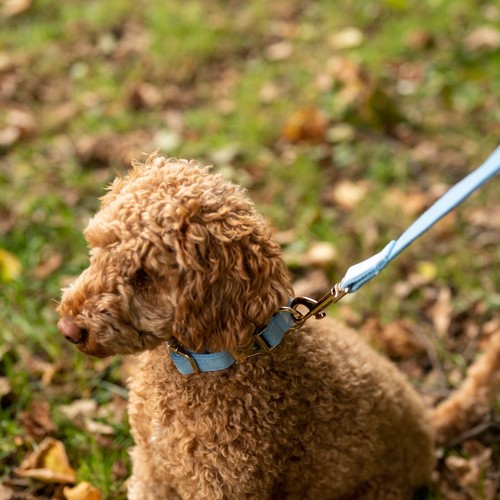 Dog collar and leash - and, velvet