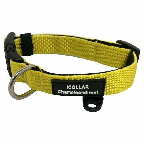 Dog collar layer - dog,